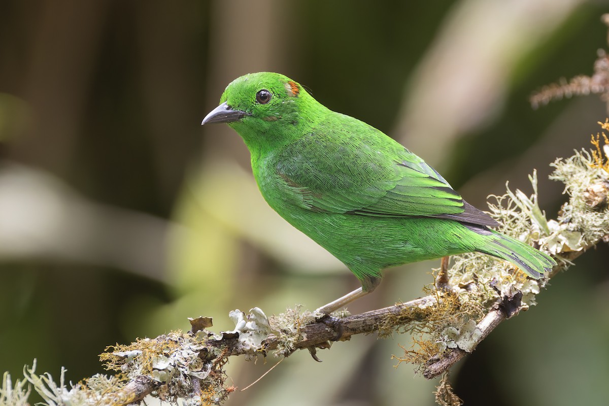 Glistening-green Tanager - ML645806459