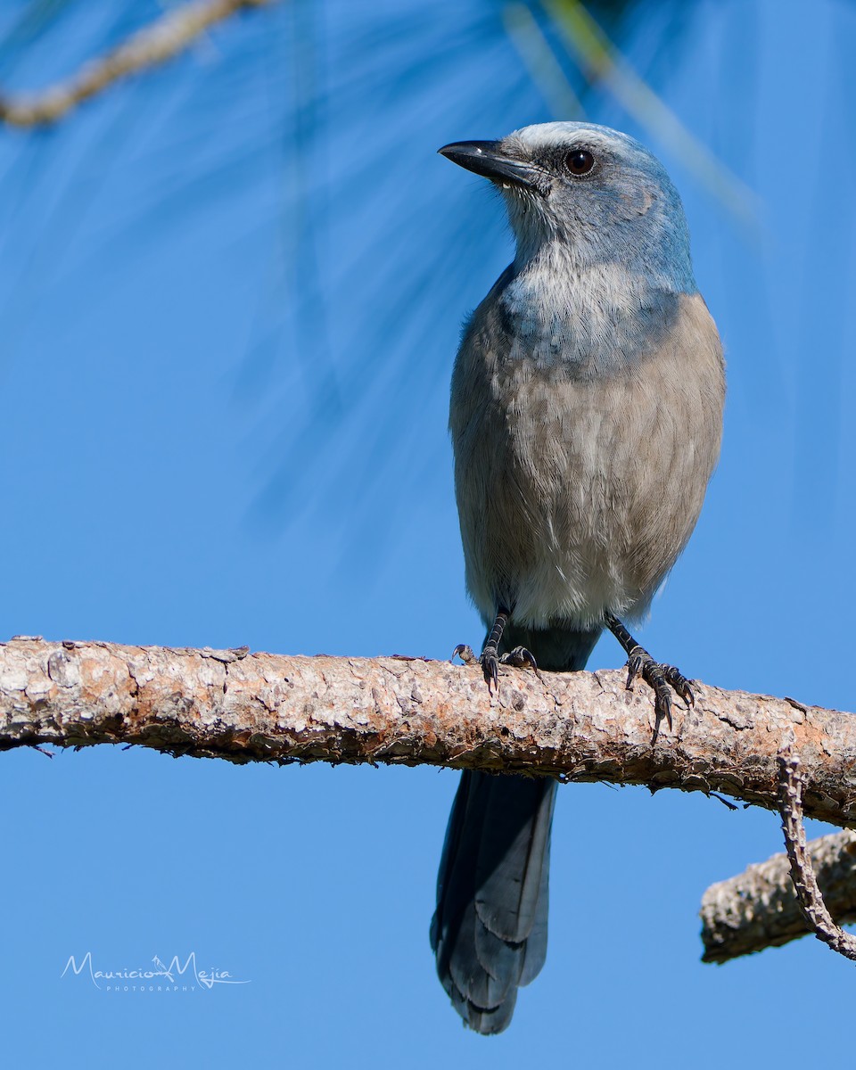 Florida Scrub-Jay - ML645806463