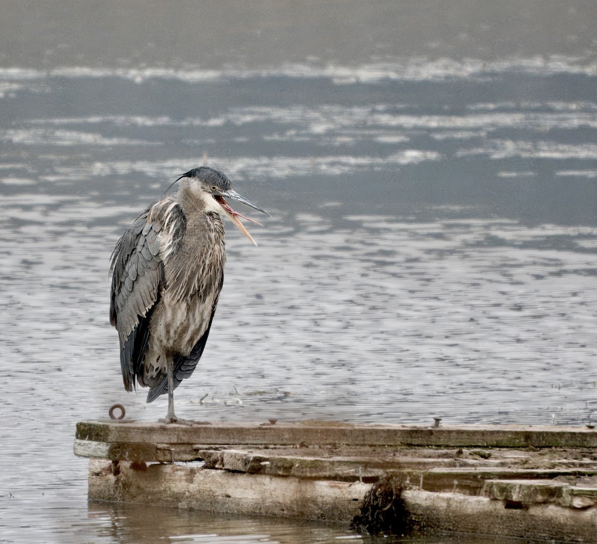 Great Blue Heron - ML645806476