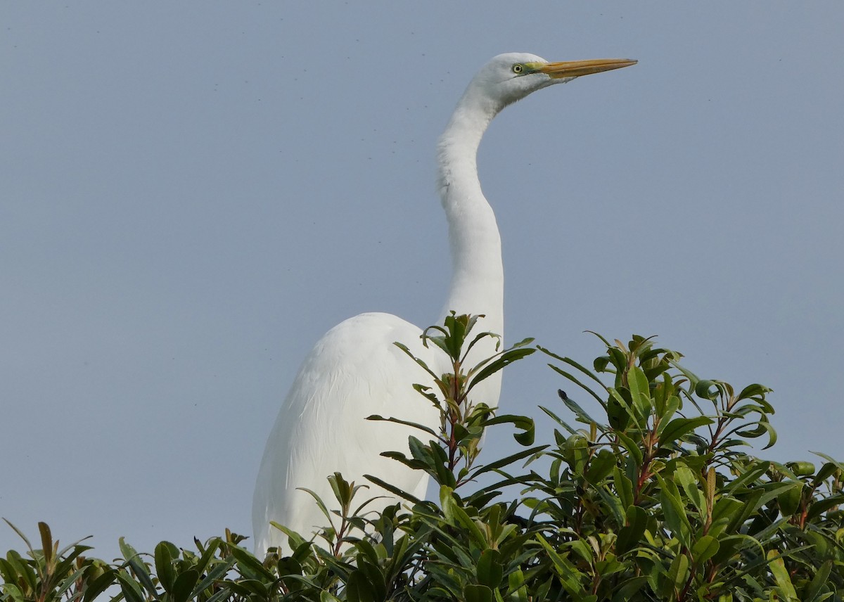 Garceta Grande - ML645806477