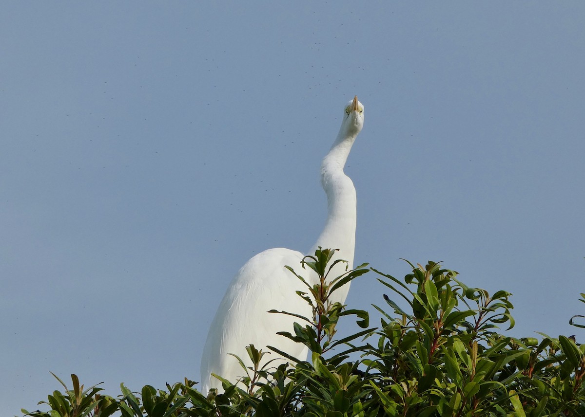 Garceta Grande - ML645806478