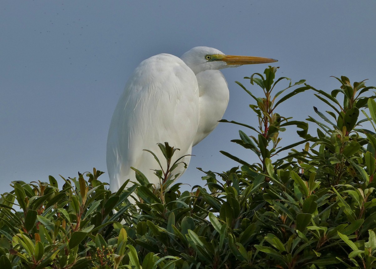 Garceta Grande - ML645806479