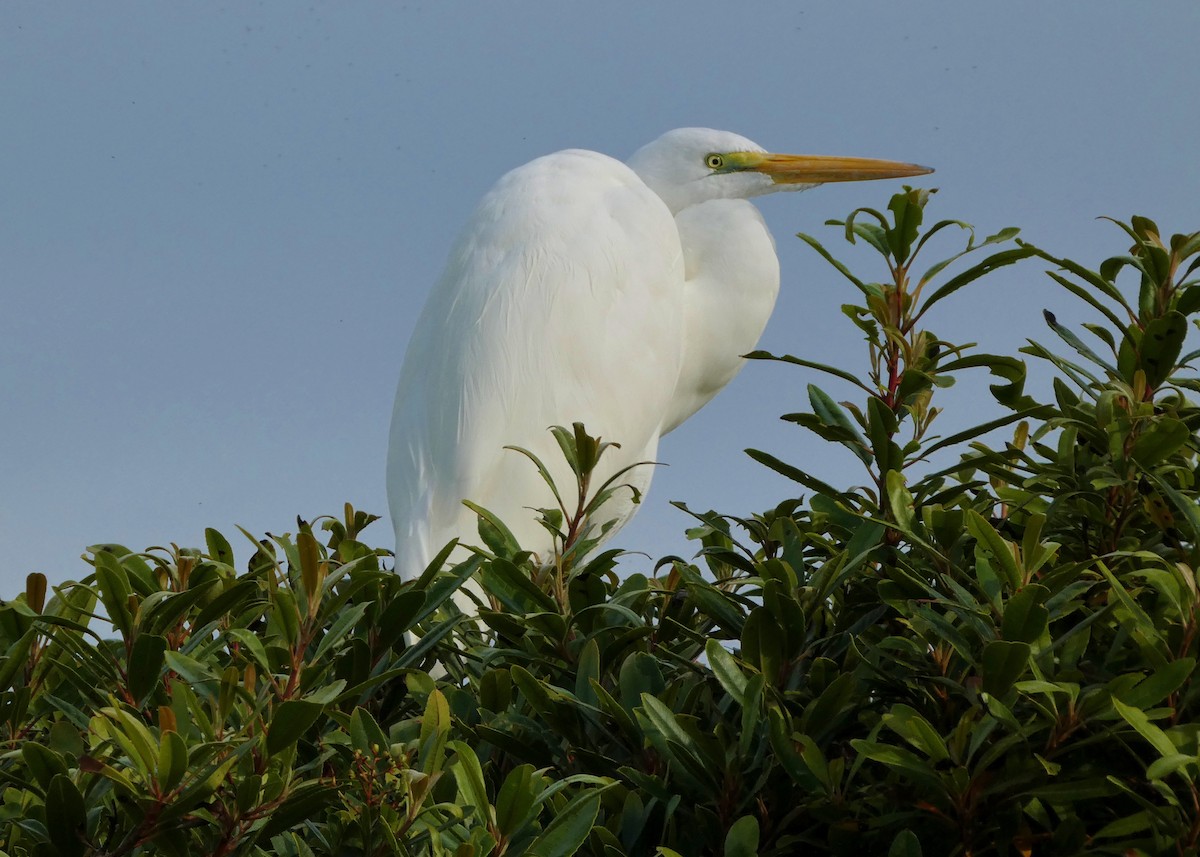 Garceta Grande - ML645806480