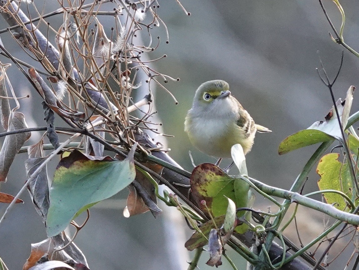 White-eyed Vireo - ML645806481