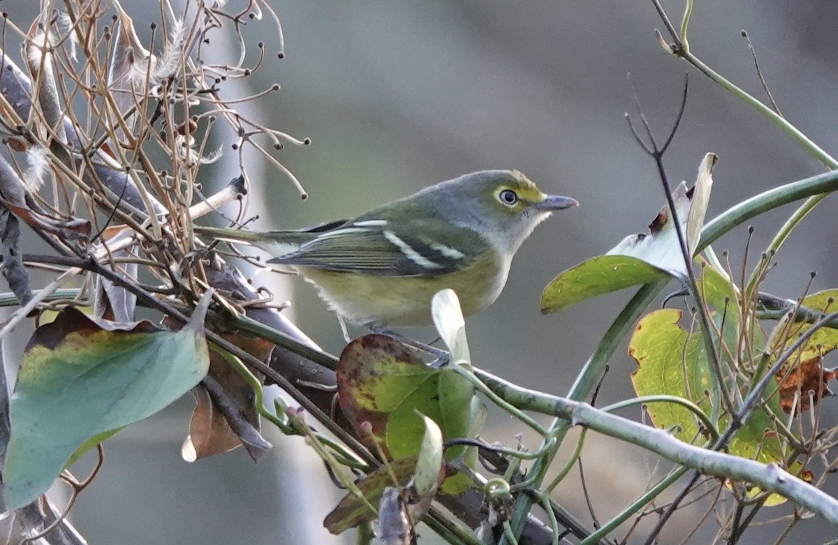 White-eyed Vireo - ML645806482