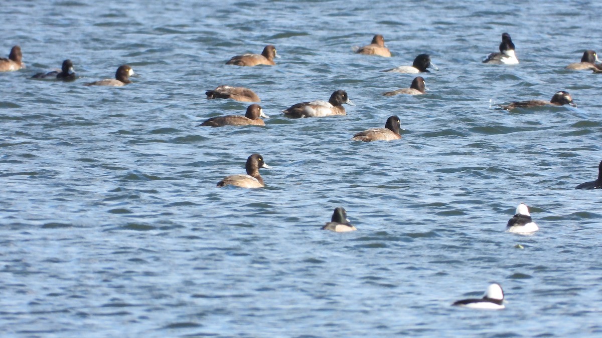 Greater Scaup - ML645806485