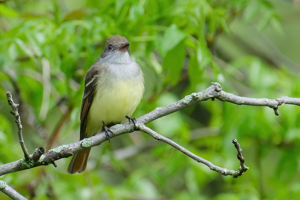 Great Crested Flycatcher - ML645806487