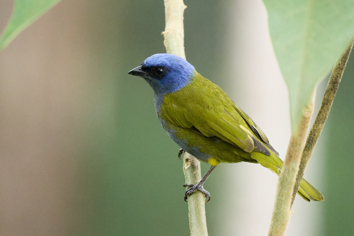 Blue-capped Tanager - ML645806488
