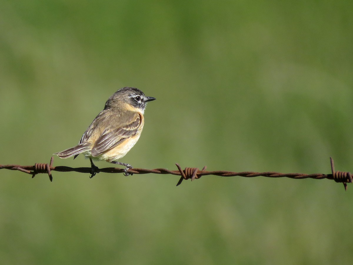 Bearded Tachuri - ML645806490