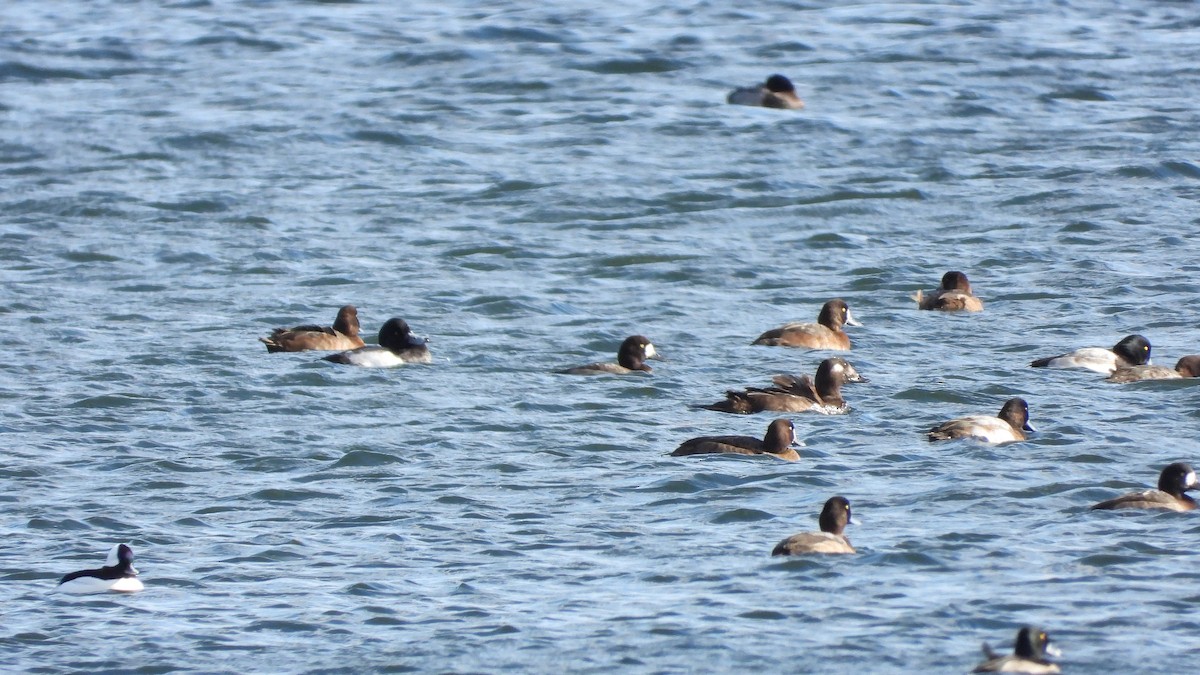 Lesser Scaup - ML645806491