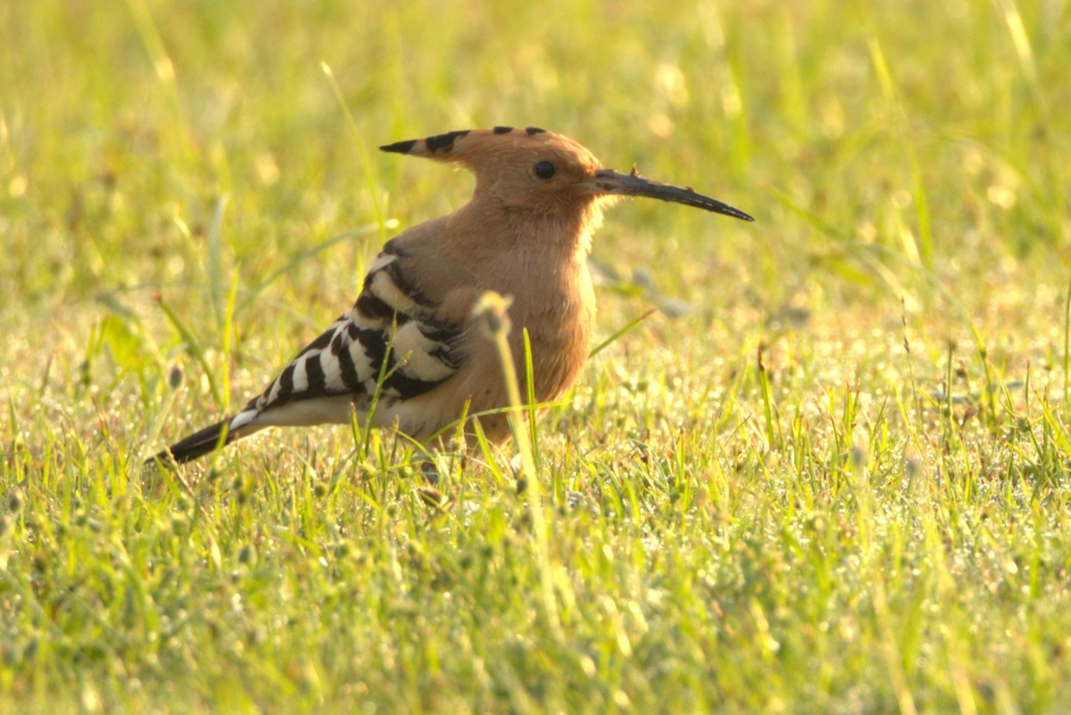 Common Hoopoe - ML645806492