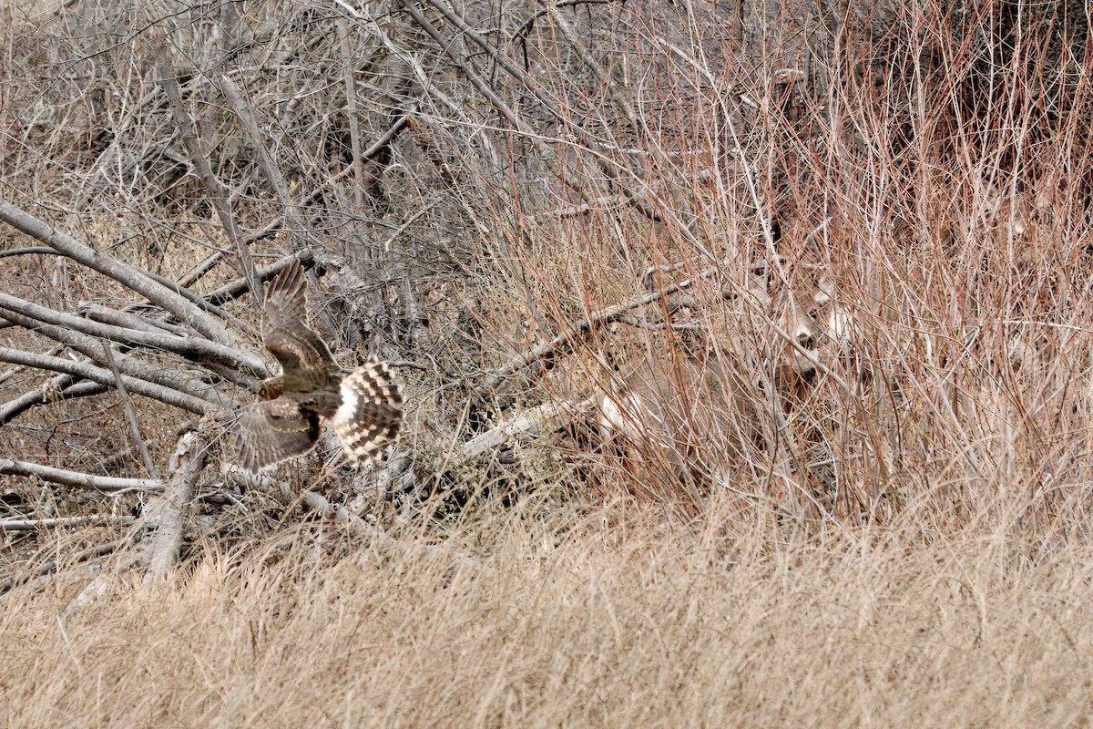 Northern Harrier - ML645806493