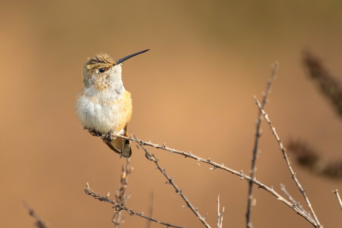 Rufous Hummingbird - ML645806494