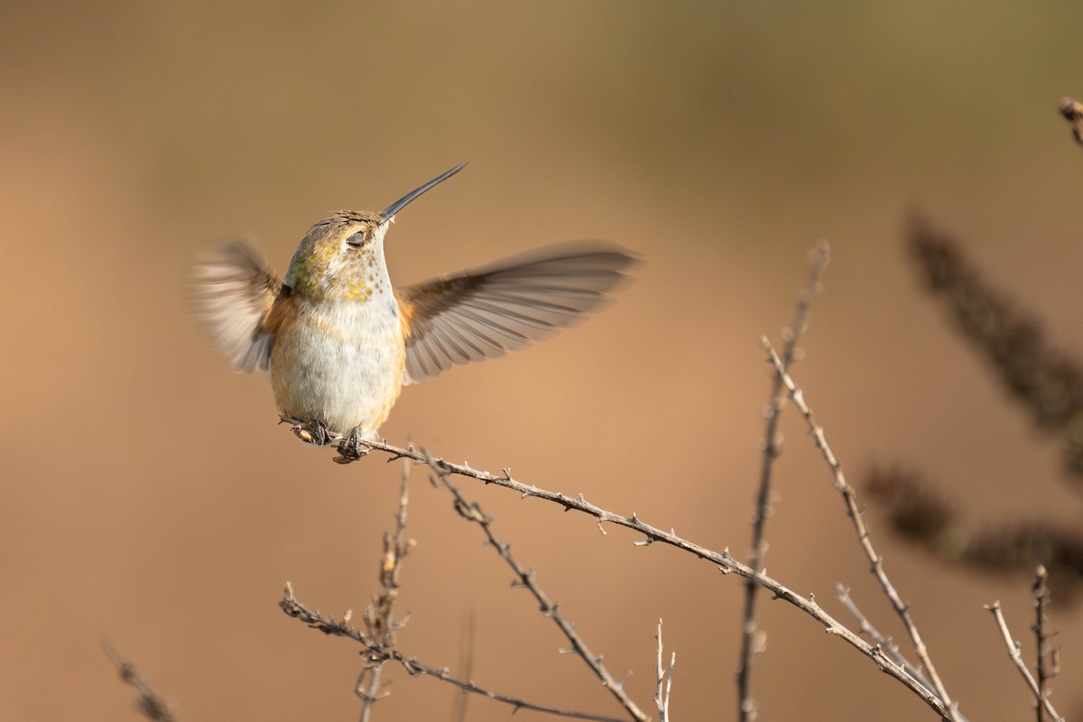 Rufous Hummingbird - ML645806495