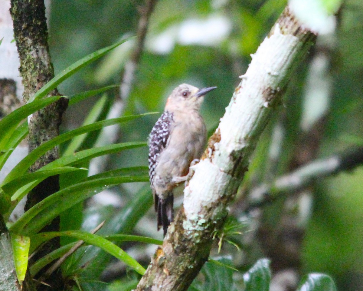 Red-crowned Woodpecker - ML645806496