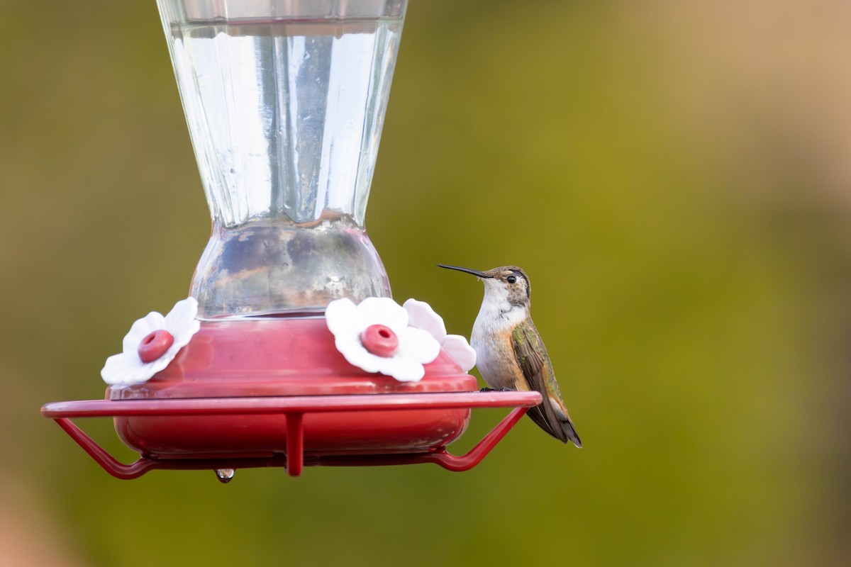 Rufous Hummingbird - ML645806497