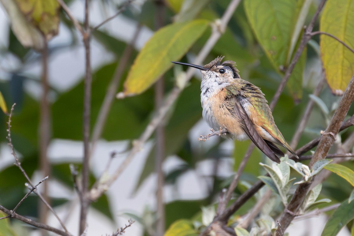 Rufous Hummingbird - ML645806498