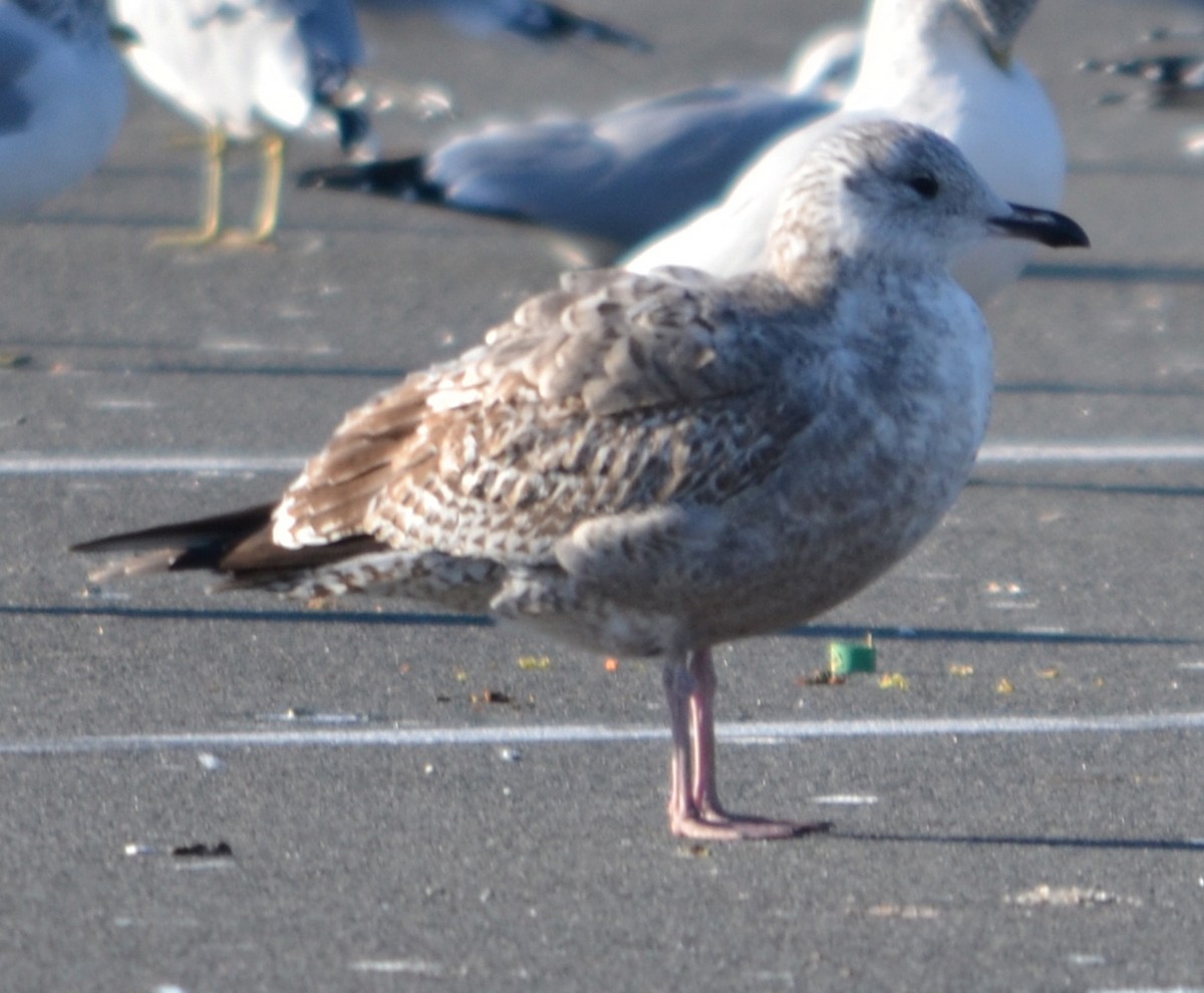 American Herring Gull - ML645806500