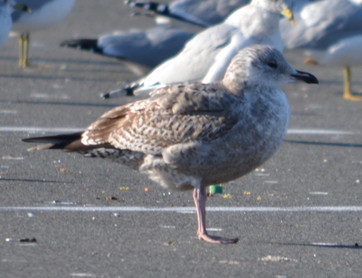 American Herring Gull - ML645806501