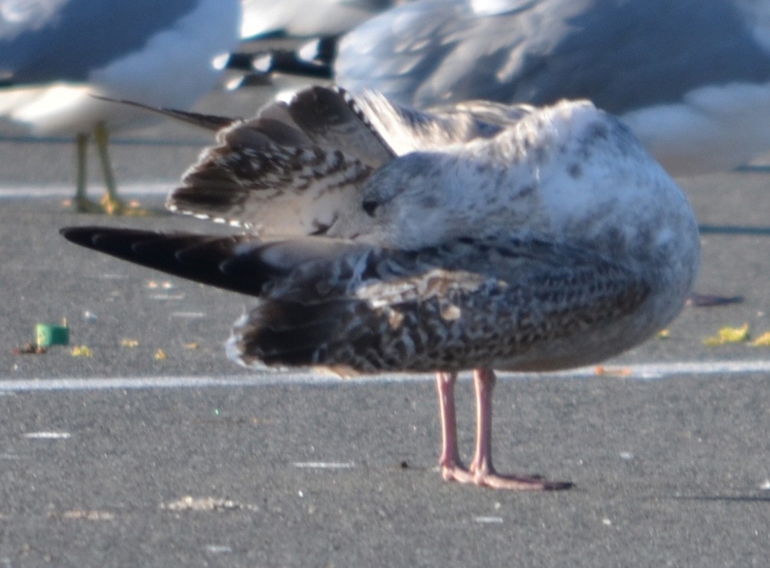 American Herring Gull - ML645806502