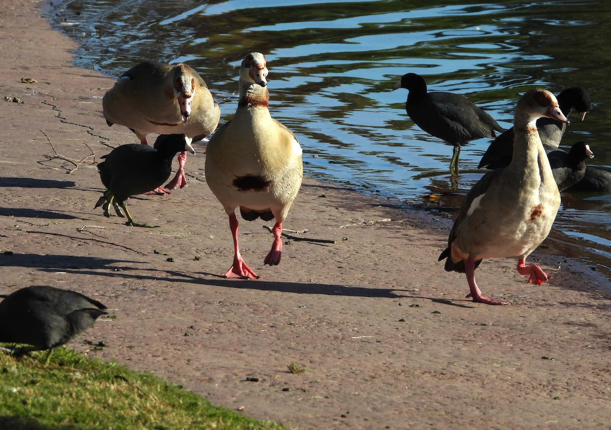 Egyptian Goose - ML645806503