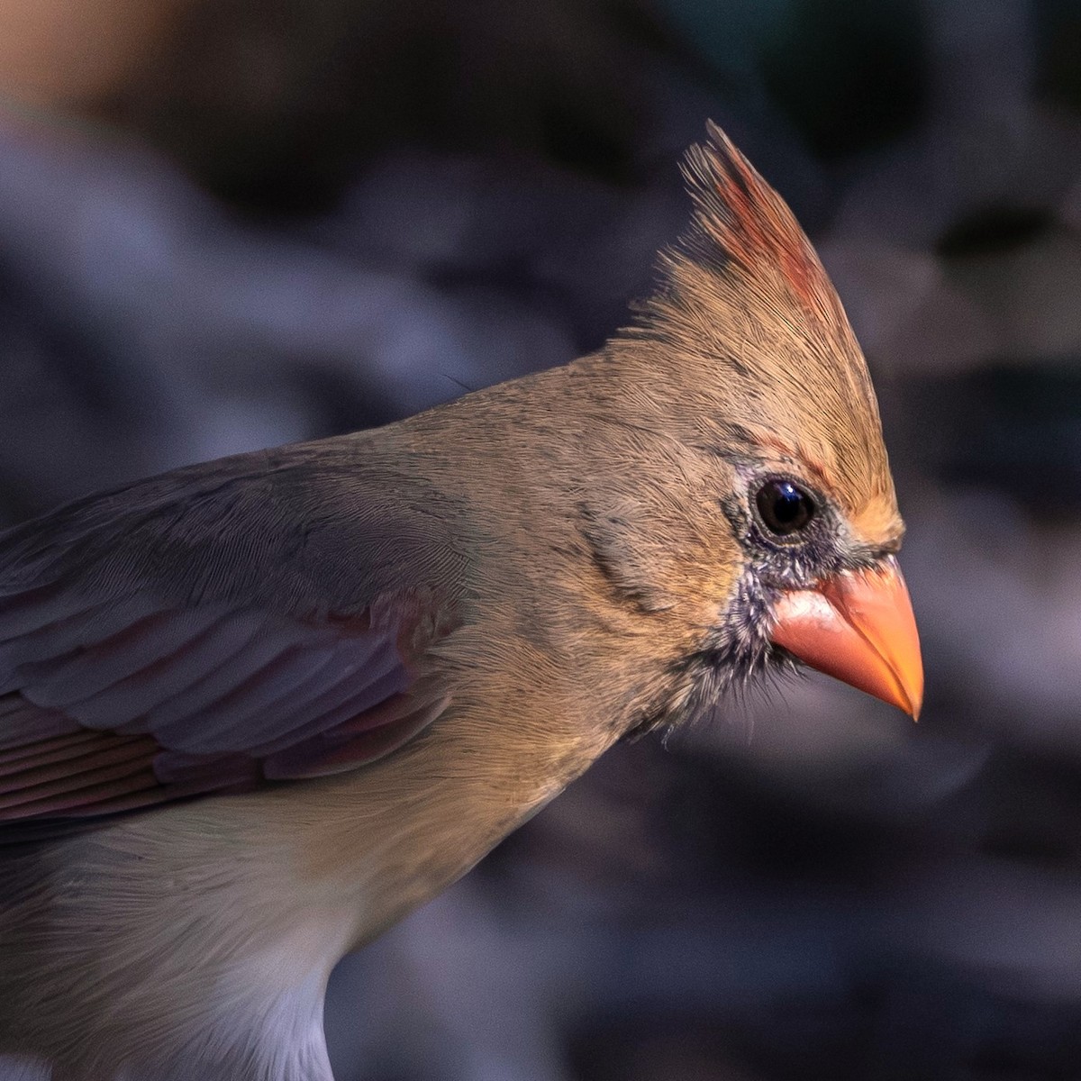 Northern Cardinal (Common) - ML645806504