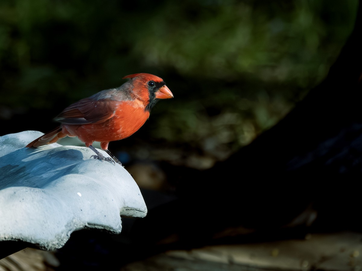 Northern Cardinal (Common) - ML645806505