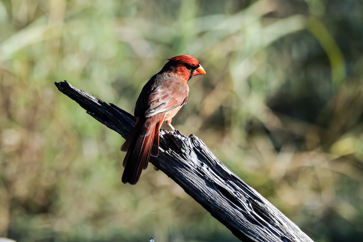 Northern Cardinal (Common) - ML645806506