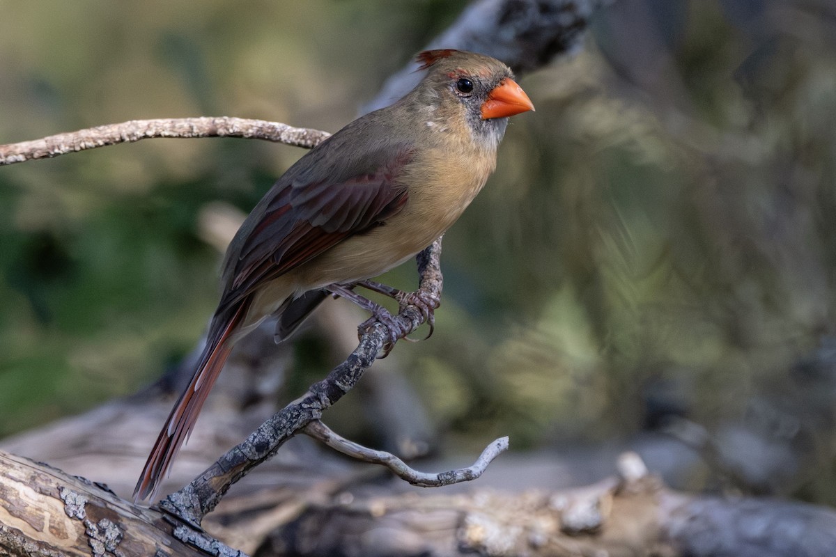 Northern Cardinal (Common) - ML645806507