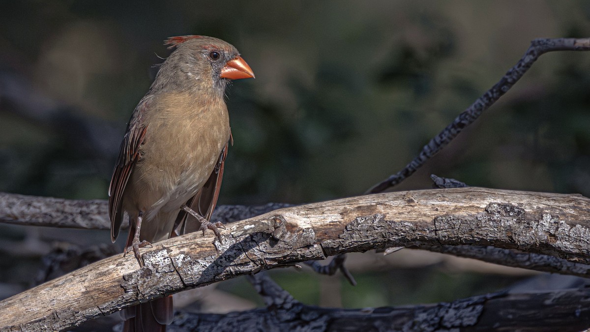 Northern Cardinal (Common) - ML645806508