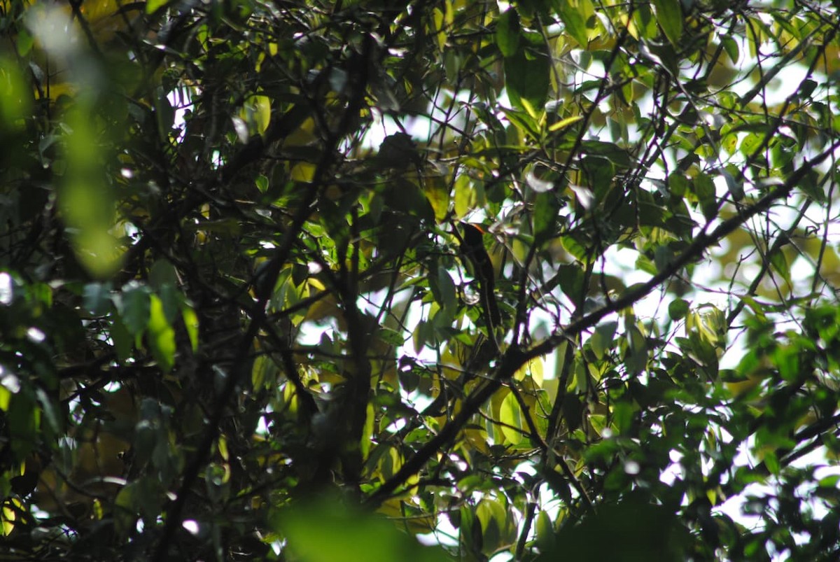 Flame-crested Tanager - ML645806509