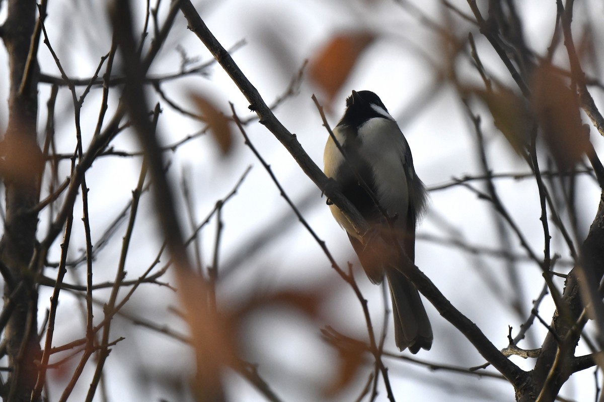 Asian Tit - ML645806510