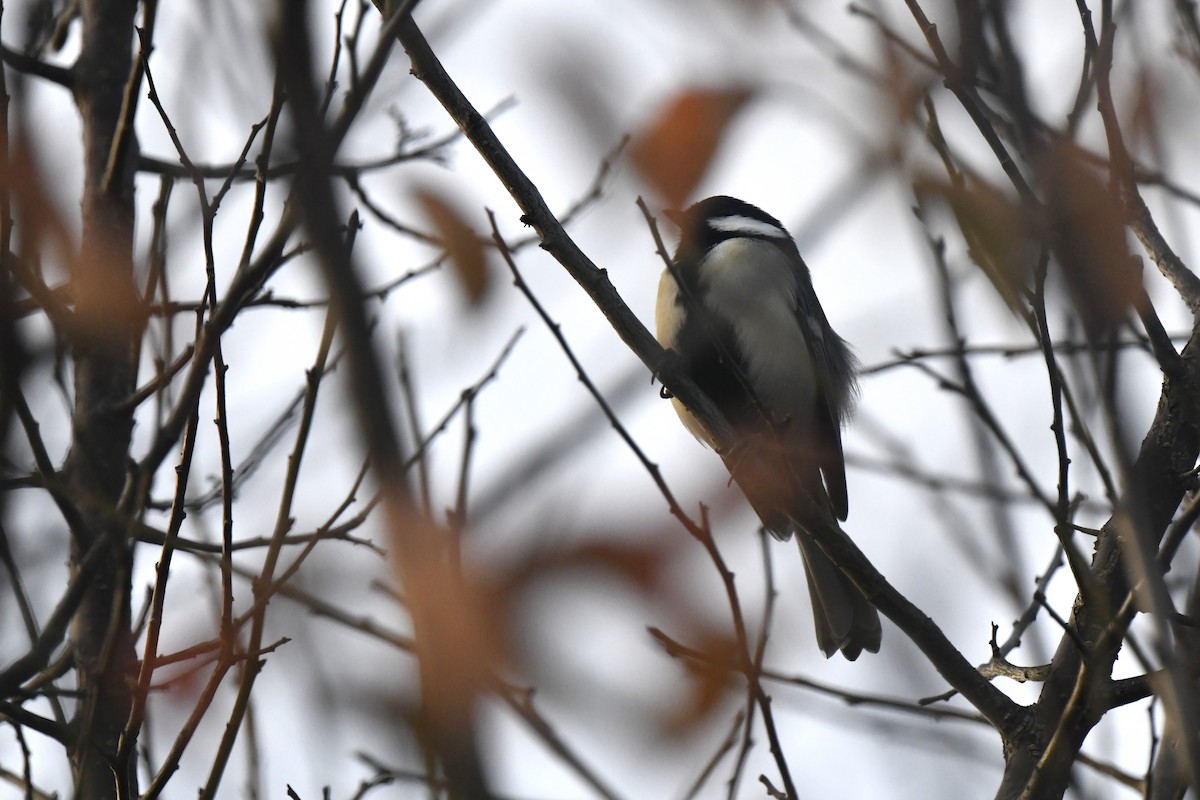 Asian Tit - ML645806511