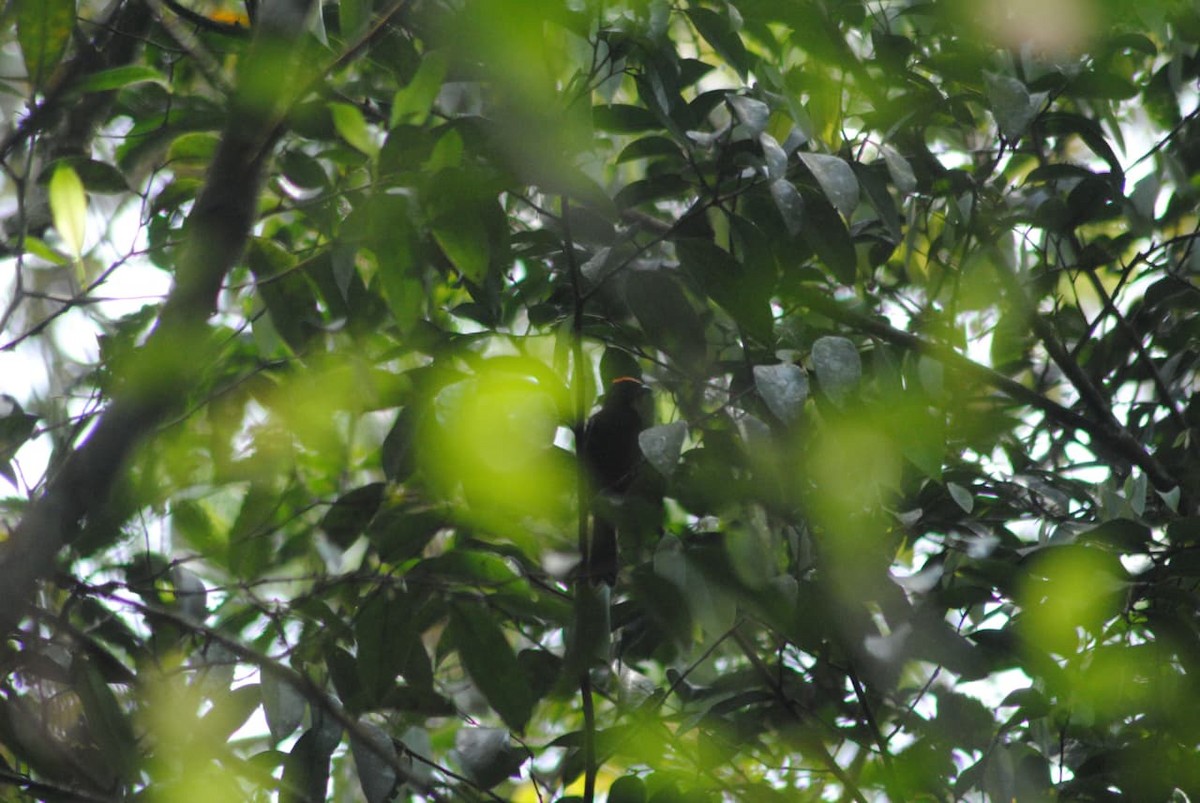 Flame-crested Tanager - ML645806512