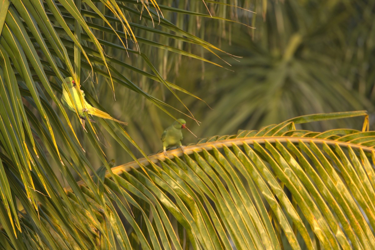 Rose-ringed Parakeet - ML645806513