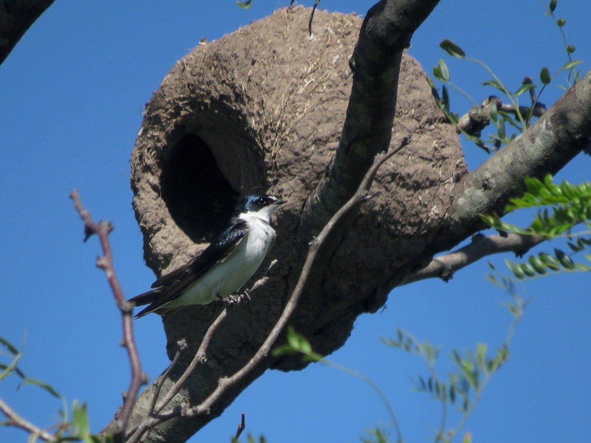 Белопоясничная ласточка - ML645806514