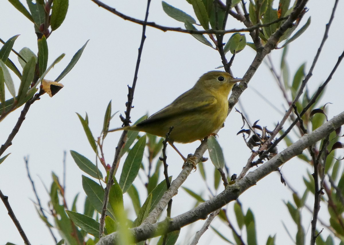 Northern Yellow Warbler - ML645806515