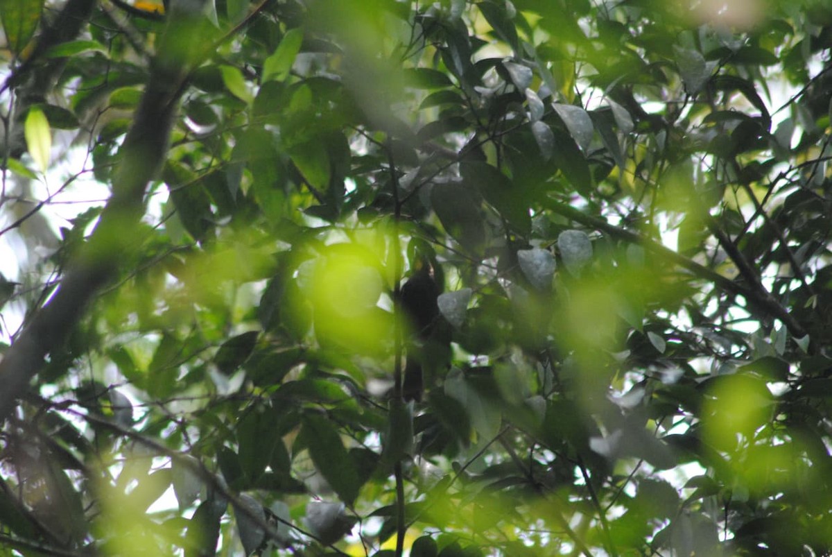 Flame-crested Tanager - ML645806516