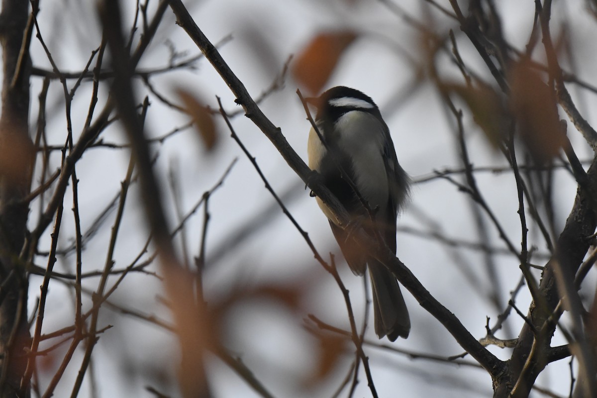 gråkjøttmeis - ML645806521