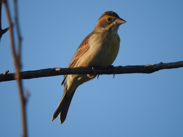 Dickcissel - ML645806522