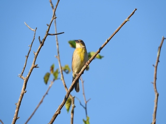 Dickcissel - ML645806523