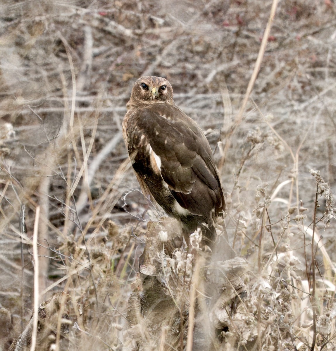Northern Harrier - ML645806525