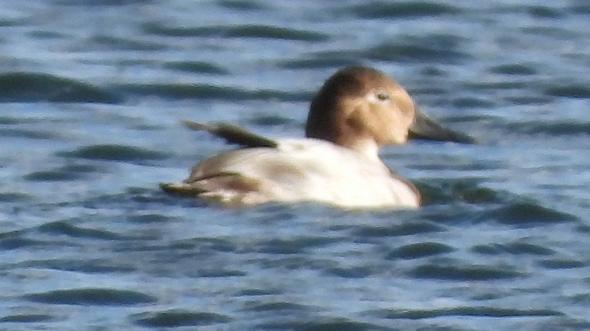 Murgilari bizkarzuria - ML645806526