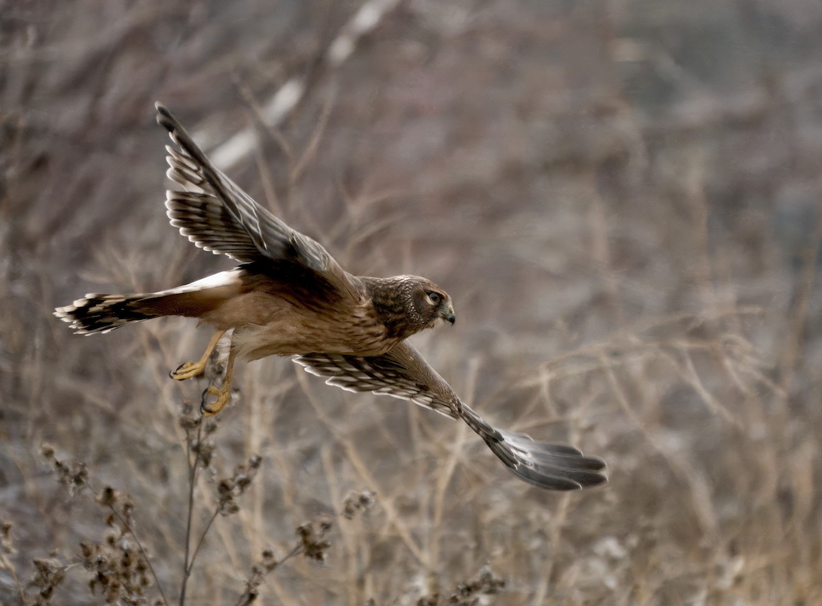 Northern Harrier - ML645806531