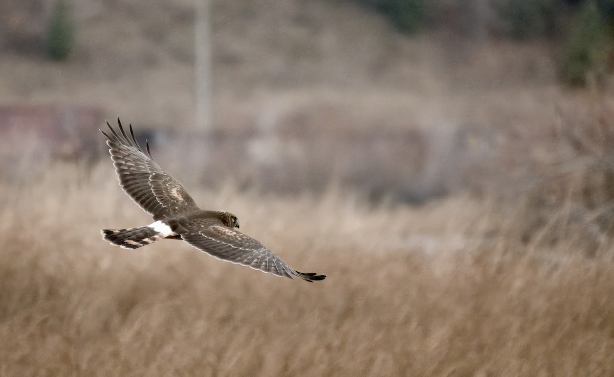 Northern Harrier - ML645806539