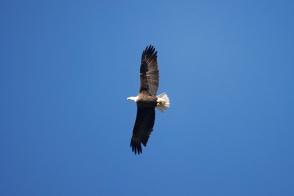 Pigargo Americano - ML645806542