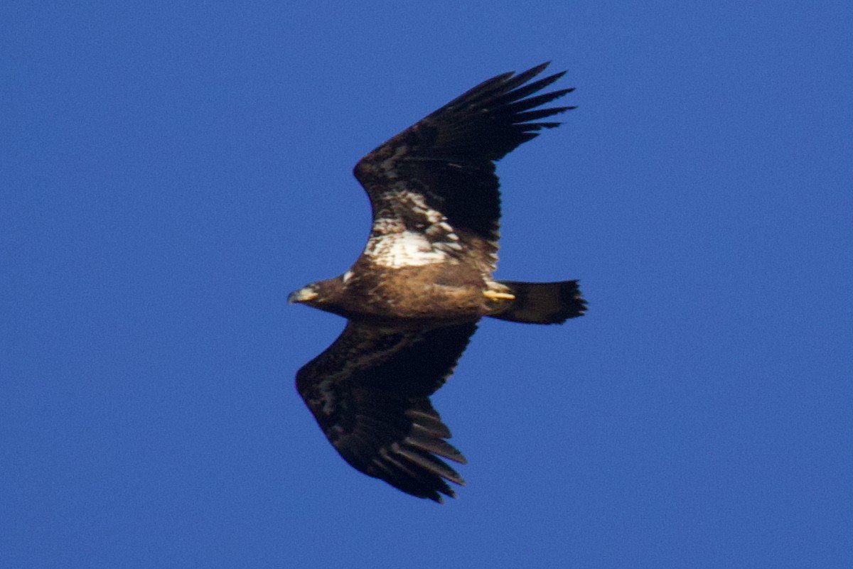 Pigargo Americano - ML645806543