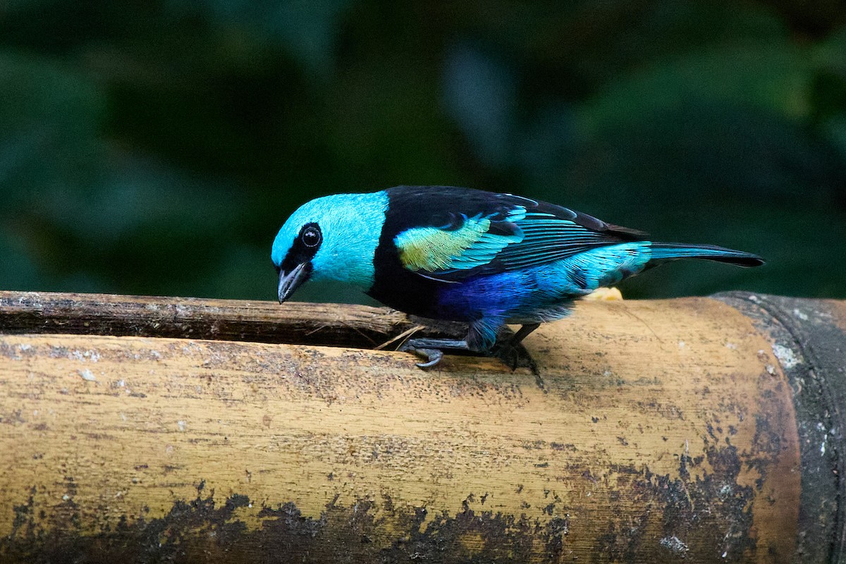 Blue-necked Tanager - ML645806545