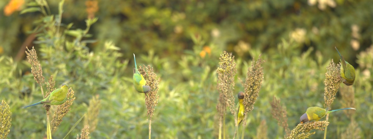 コセイインコ - ML645806548