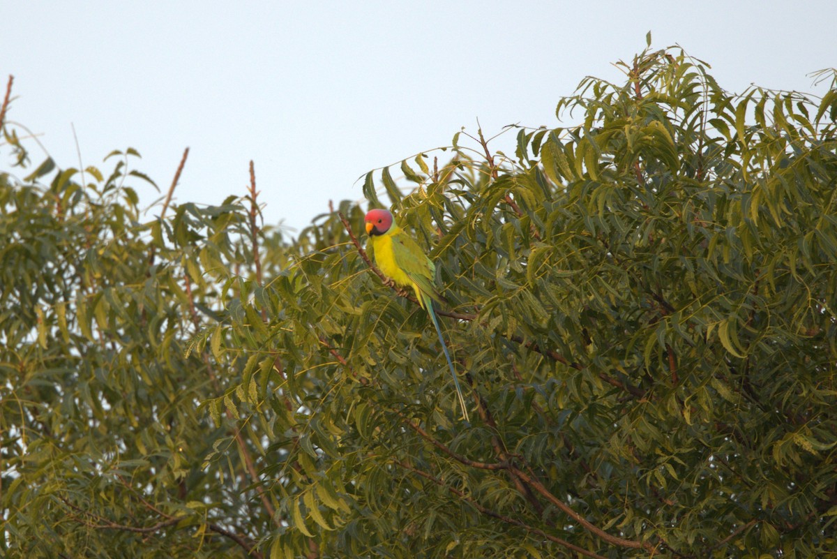 コセイインコ - ML645806549